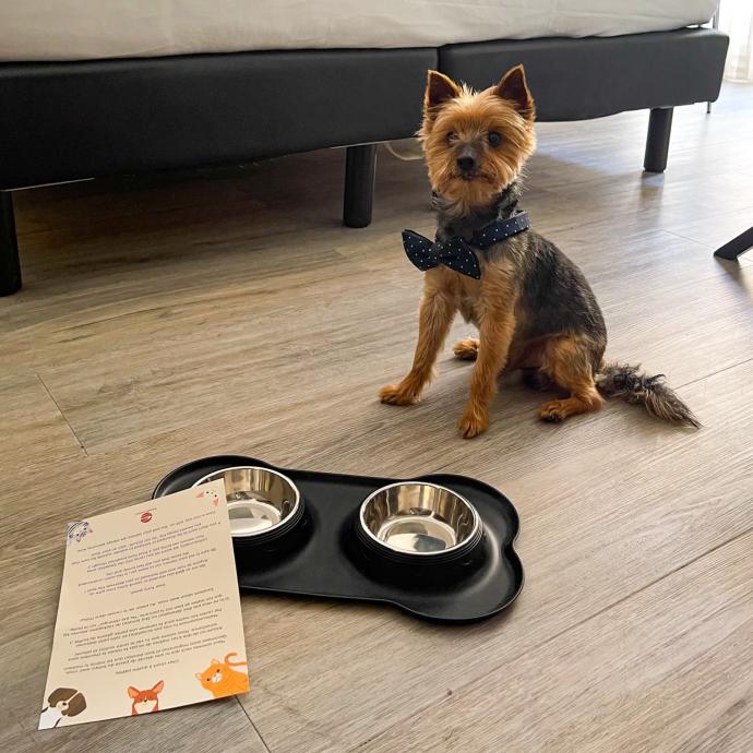 L’Hôtel Brice Garden Nice : votre hôtel 4* qui accepte les animaux